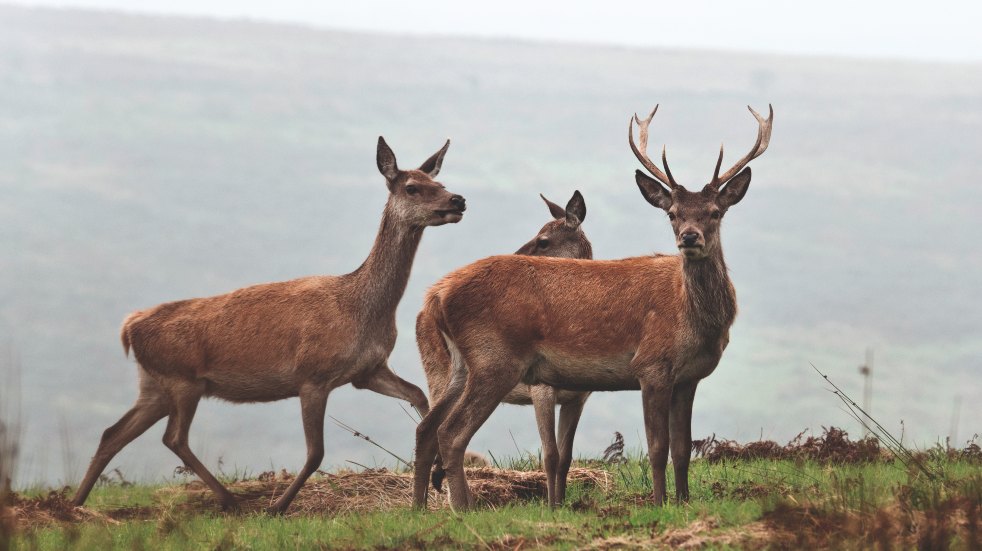 red deer exmoor